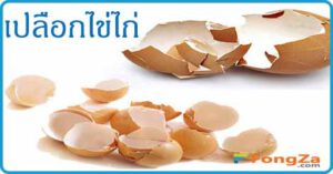 เปลือกไข่ไก่ สมุนไพร สมุนไพรไทย