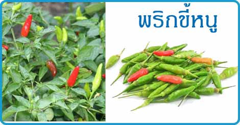 พริก สมุนไพร พืชสวนครัว สรรพคุณของพริก