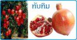 ทับทิม สมุนไพรรักษาแผล ผลไม้ สรรพคุณของทับทิม