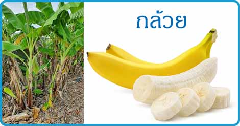 กล้วย สมุนไพร ผลไม้ สรรพคุณกล้วย